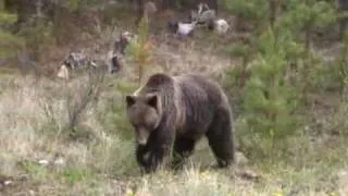 Trip to Bella Coola on the Freedom Road in British Columbia