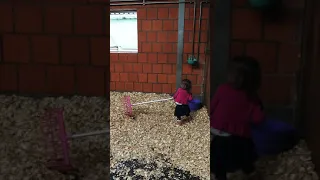 ❤️  MINI ME STABLE CLEANING! ❤️