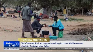 Migrants camp out in Tunisian olive fields