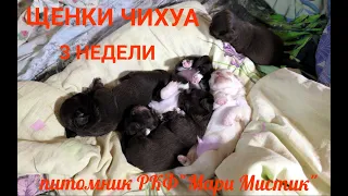 #чихуахуапитомники Мой муж ЮВЕЛИР ! #chihuahualove Ягодкам 3 недели 15/11/2022 #купитьчихуахуа СПб