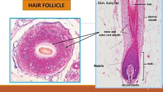 Lecture-166: Hair Anatomy, Hair cycle and "Approach to a patient with hair loss".