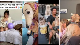 Funny Puppies And Cute DOGS  Videos Compilation 2020 [BEST OF]