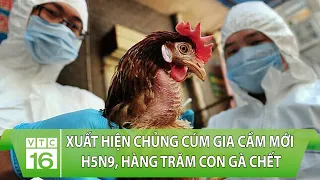 Nóng: Xuất hiện chủng cúm gia cầm mới H5N9, hàng trăm con gà chết | VTC16