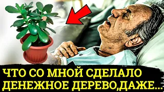 99% людей НЕ ЗНАЮТ, Что ДЕНЕЖНОЕ ДЕРЕВО Творит с ОРГАНИЗМОМ.... лечит даже