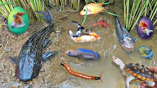 So Amazing Catching Colorful Betta Fish In The River Giant Catfish Ornamental Fish Turtle Bird Adder