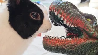 Rabbit imprinting on dinosaur