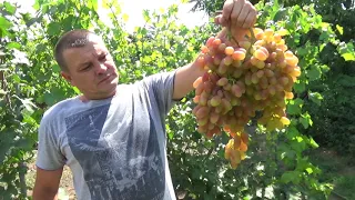 Взвешиваем контрольную гроздь Преображение.