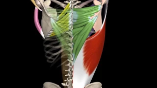 Teres Major Muscle | Actions | Origin & Insertion