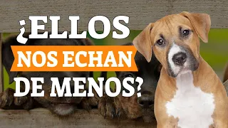 🐶🙎‍♂️¿Los PERROS realmente EXTRAÑAN a sus DUEÑOS?