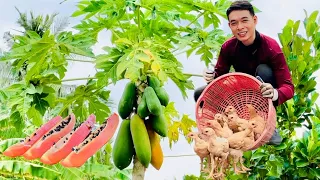 Harvesting Delicious Papaya Fruit, Preparing to Hoe Soil to Grow Vegetables in the Garden