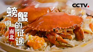 The Journey of Crabs Episode1 From South to North
