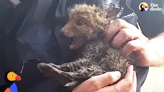 Baby Fox Trapped In Pipe Can't Wait To See Mom Again | The Dodo