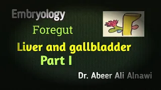 Embryology/Liver and gallbladder development -Part I- Dr.Abeer Alnawi