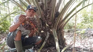 panen sawit abal abal begini lah buah nya