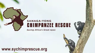 Sanaga Yong Chimpanzee Rescue: Home to Africa's Orphaned Chimpanzees
