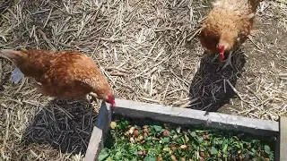 дедовский способ крапивы для кур