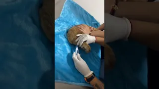 VÍDEO HOME VET MEDELLIN CENTRO VETERINARIO SERVICIO MÉDICO ESPECIALIZADO