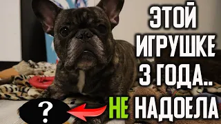 ВСЁ что нужно знать ПРО ИГРУШКИ для Французского бульдога