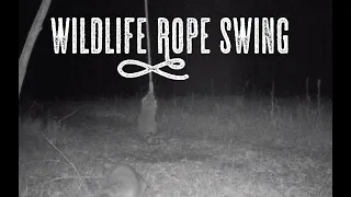 Wildlife Playground: Bears, Deer, Coyotes, Raccoons Swing on Rope Scrape! Game Camera Compilation