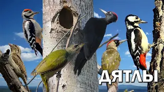 Woodpeckers reveal their secrets I Birds of Russia I Movie 57