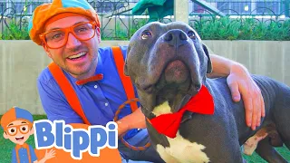 Blippi Visits an Animal Shelter | Learn Animals for Children and The Pet Song