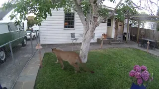 Nest camera catches mountain lion exploring yard of Petaluma home