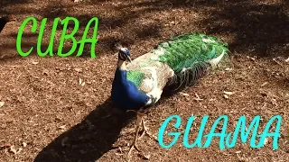Куба / Гуама / Cuba / Guama