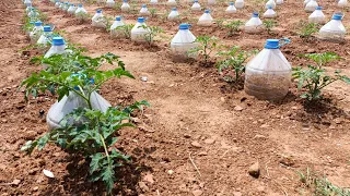 How to makae Drip Watering from a Bootle