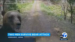 Mama bear attacks men in car near her cub on wooded road in Hokkaido, Japan