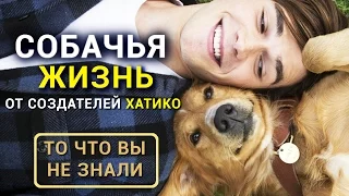 Собачья жизнь - Все что вы не знали о фильме от создателя Хатико