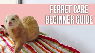 Ferret Care: How to Take Care of Your Ferret (Beginner Guide)