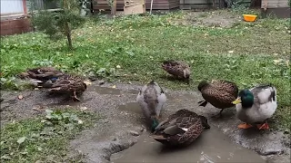 Подсадные утки. Тульские и Чубарые