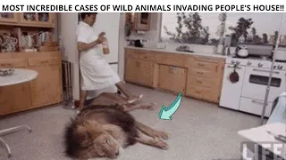 MOST INCREDIBLE CASES OF WILD ANIMALS INVADING PEOPLE'S HOUSE!!