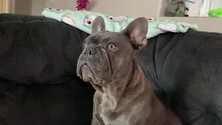 Blue frenchie howling and making funny faces | French bulldog