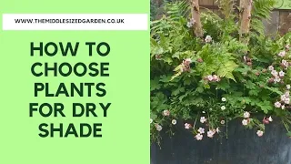 How to choose plants for dry shade...plus 10 favourite dry shade plants