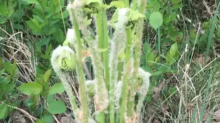How to know the edible and non edible fiddlehead/Fern/Pako