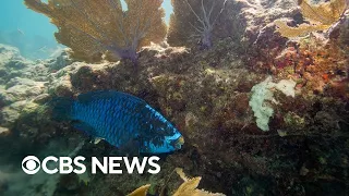 Triple-digit water temperatures around Florida threatening coral reefs