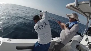 Yellowfin Tuna Fish Gaffed Boat Fishing