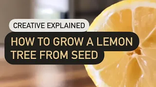 How to Grow a Lemon Tree from Seed [creative explained]