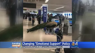 United Airlines Revising Policy After Emotional Support Peacock Is Denied Boarding