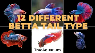 12 Different Betta Tail Types - Betta fish types