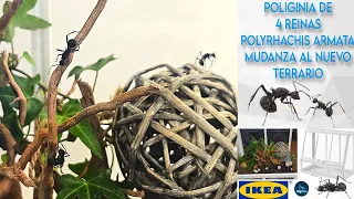 La esperada mudanza de las polyrhachis armata al invernadero de Ikea