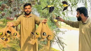 Aj Hum Ne Nayab Finchs pkry 🥳 || How to Catch a bird||Dihat Main Ronak