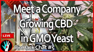 [LIVE] A Company Producing CBD using GMO Yeast (ft. Kevin Chen) - Biohack Chat #5