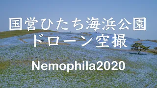 [4K60P] 2020国営ひたち海浜公園ネモフィラドローン Hitachi Seaside Park Nemophila,Ibaraki,Japan
