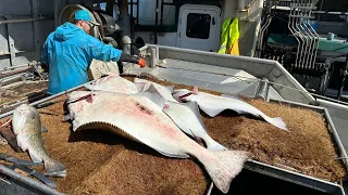 Kodiak Alaska Halibut Fishing 2023