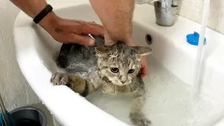 Again a bath for Kitten Street after 6 months