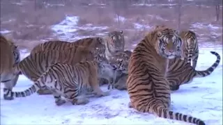 Siberian Tigers vs Goat - Harbin, China Siberian Tiger Preserve