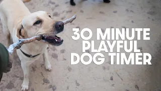 30 Minute Timer - Thirty Minute Playful Dog Timer