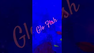 Glo Fish: love them or hate them? #glofishtetra #glofish #fish #aquarium #aquarium #fishtank #shorts